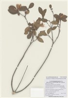 藏品(埔里杜鵑)的圖片